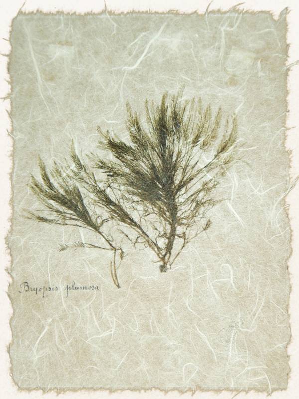 - on , Print by Forbes Art, measuring 19 x 15 cm (H x W) framed at 32 x 27 cm £28
